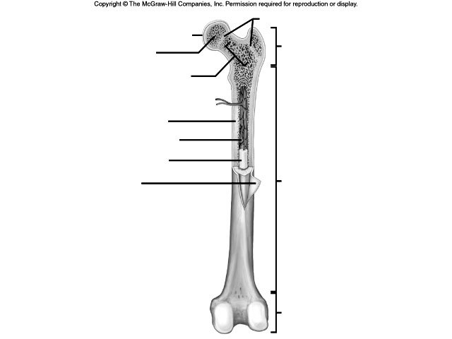 Anatomy Of Long Bone Worksheet â Heritance Me